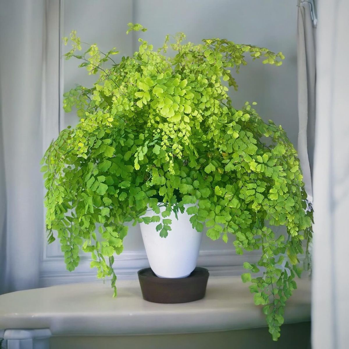 Maidenhair Fern (Adiantum spp.)